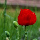 Mohn (2)