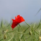 Mohn 2