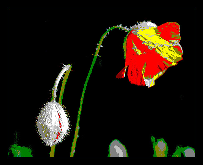 Mohn -2-