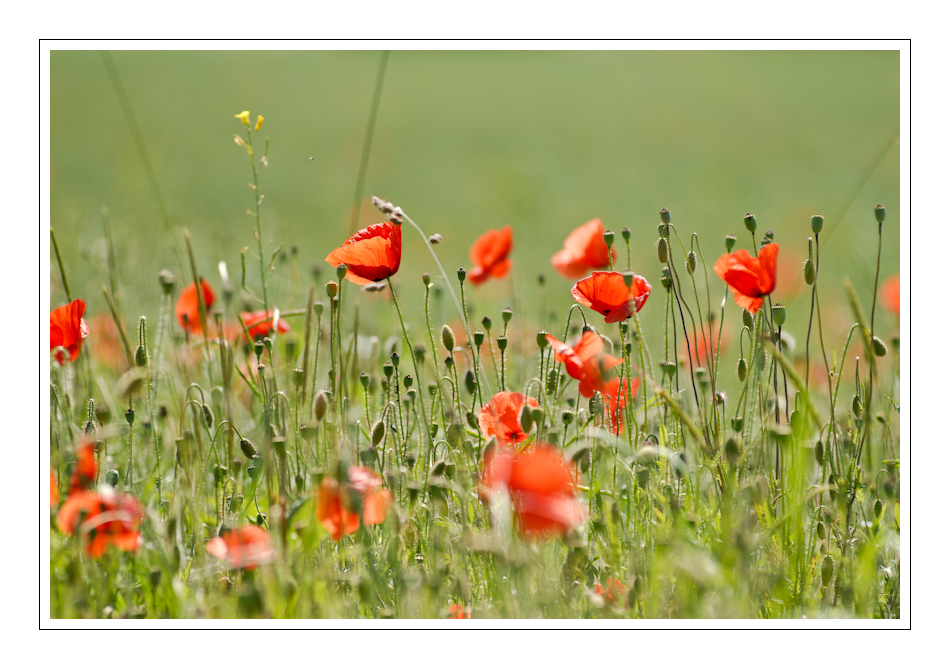 Mohn 2