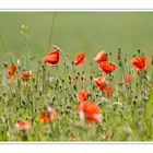 Mohn 2