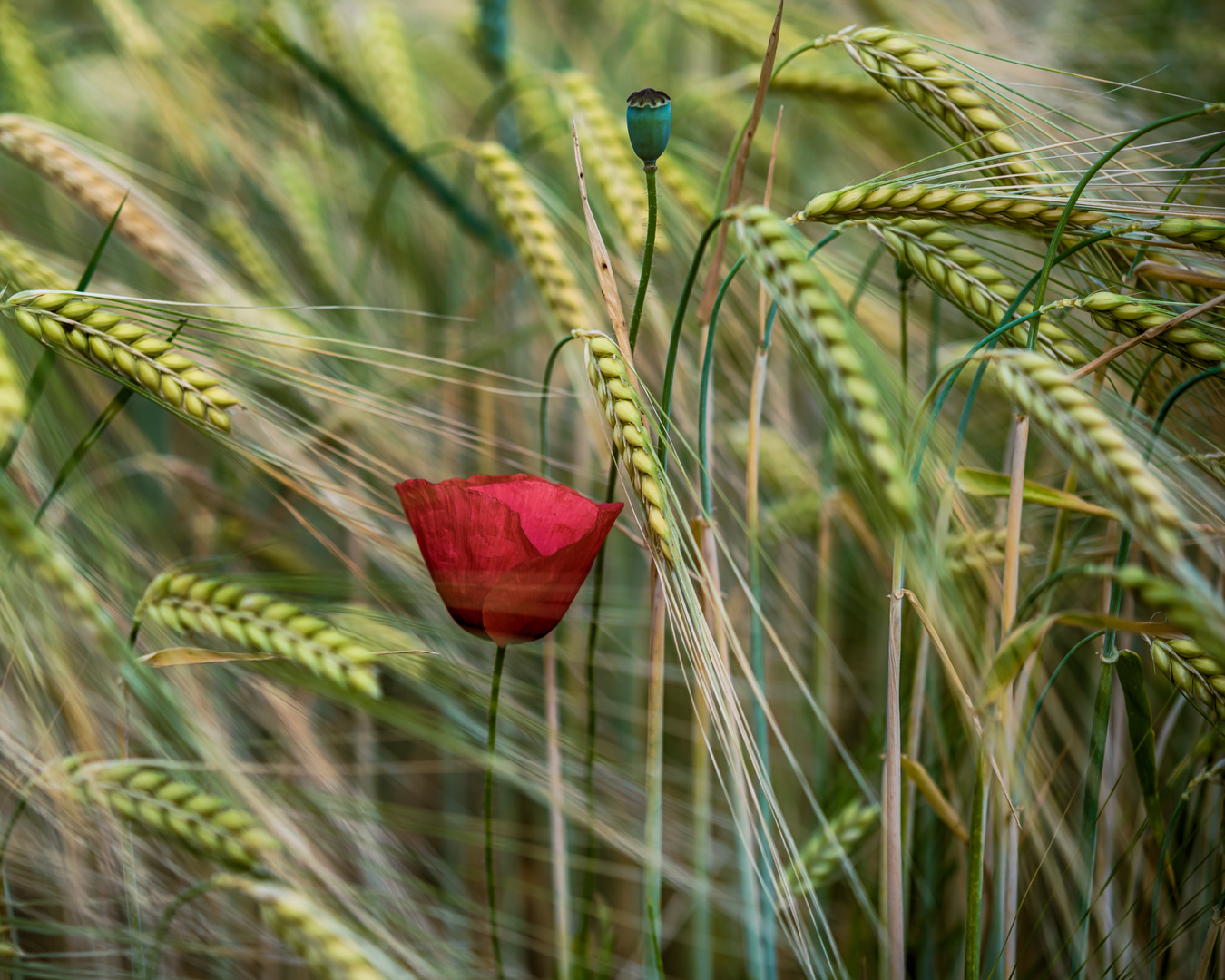 ... mohn ... 2