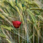 ... mohn ... 2