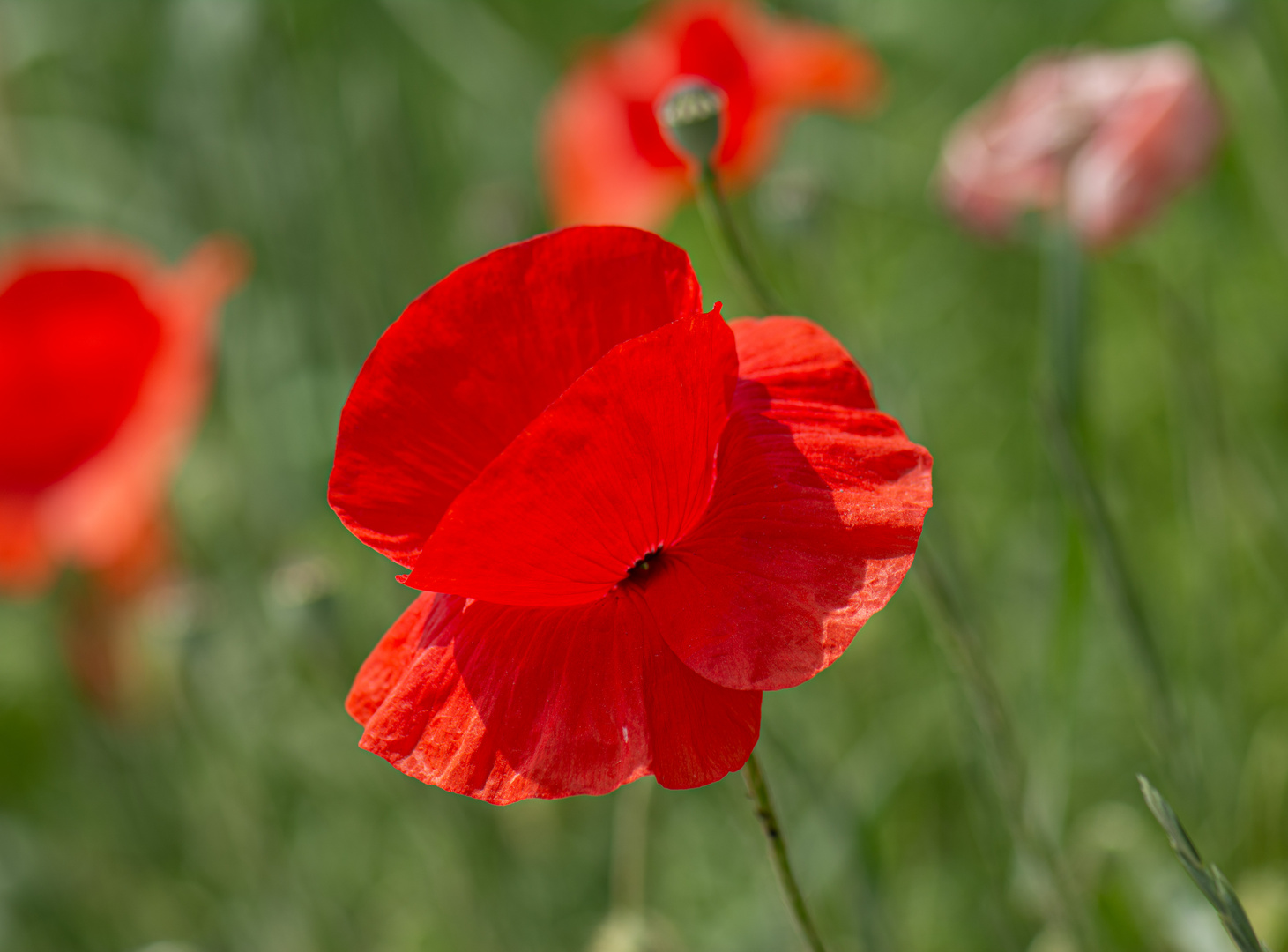 Mohn 2