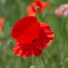 Mohn 2