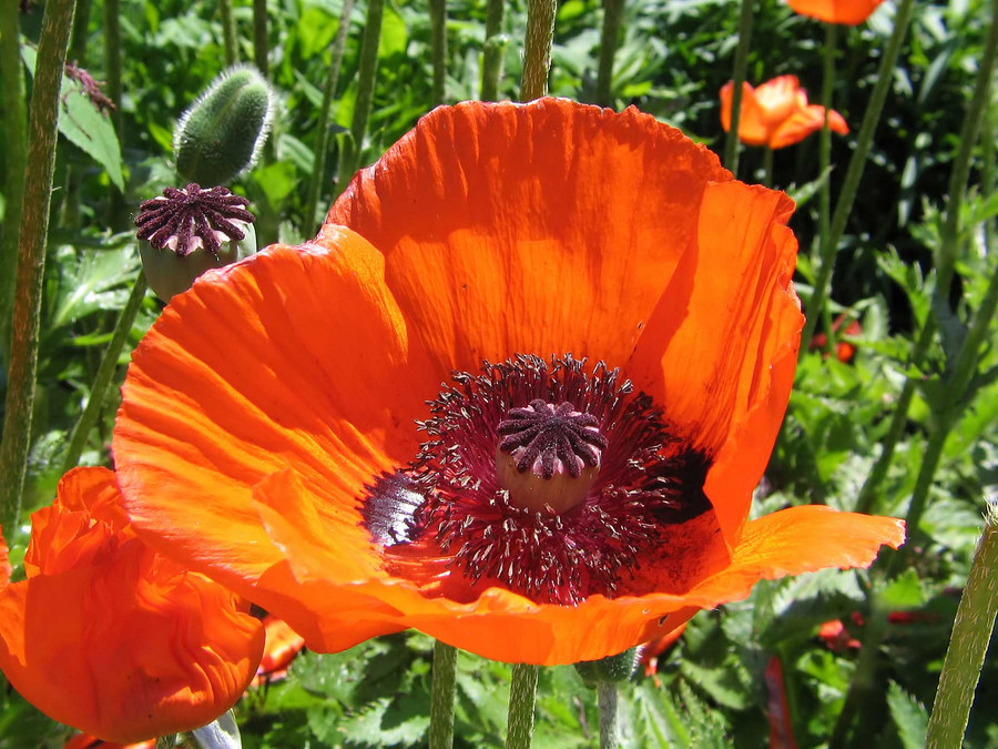 Mohn 2