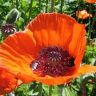 Mohn 2