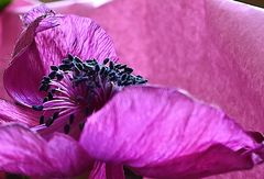 Mohn 2