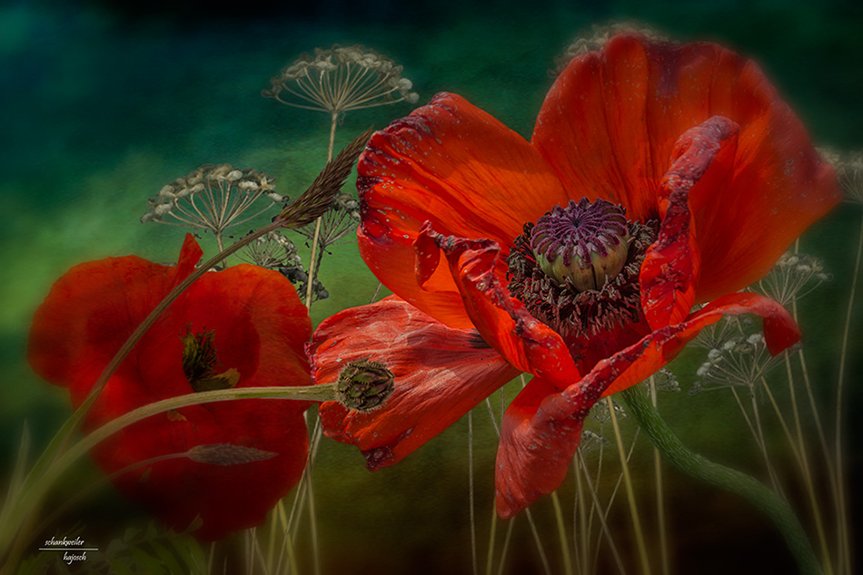 Mohn 2