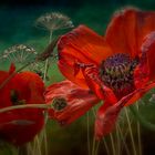 Mohn 2