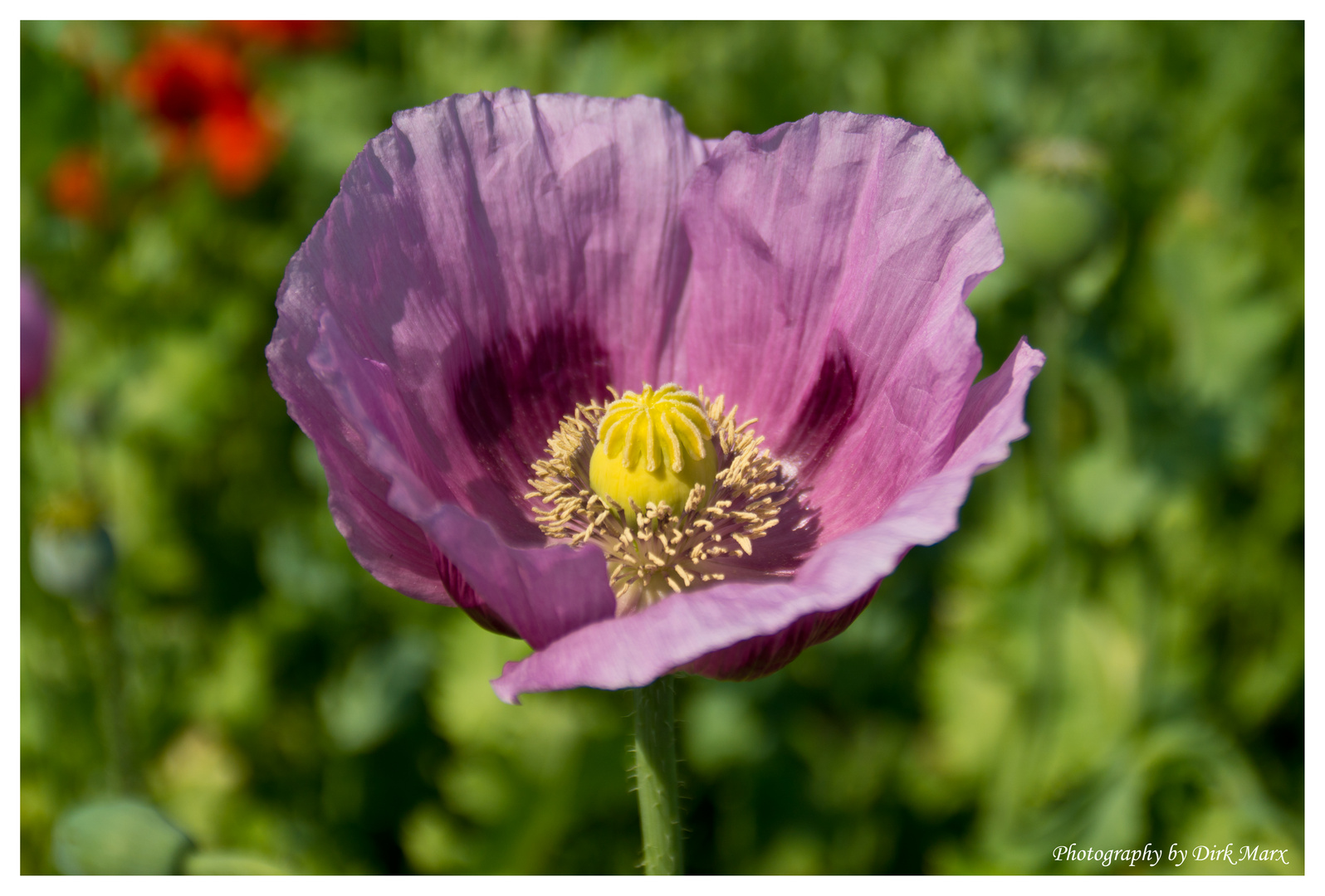 Mohn 2