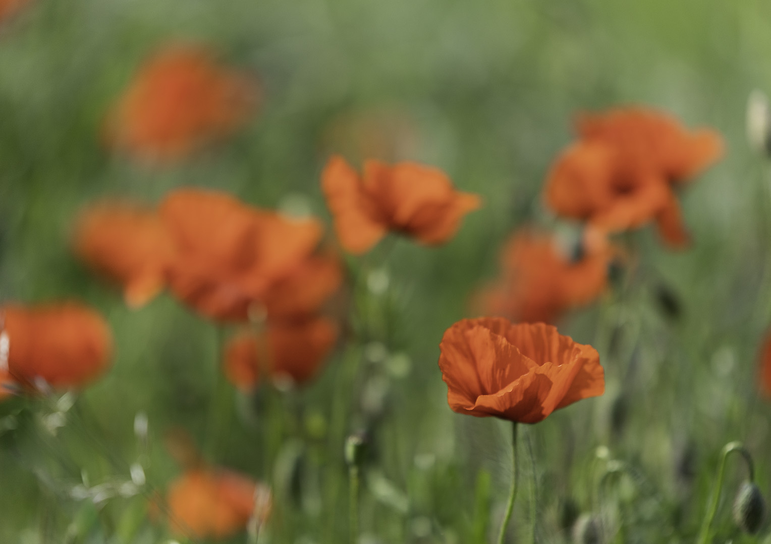 Mohn-2