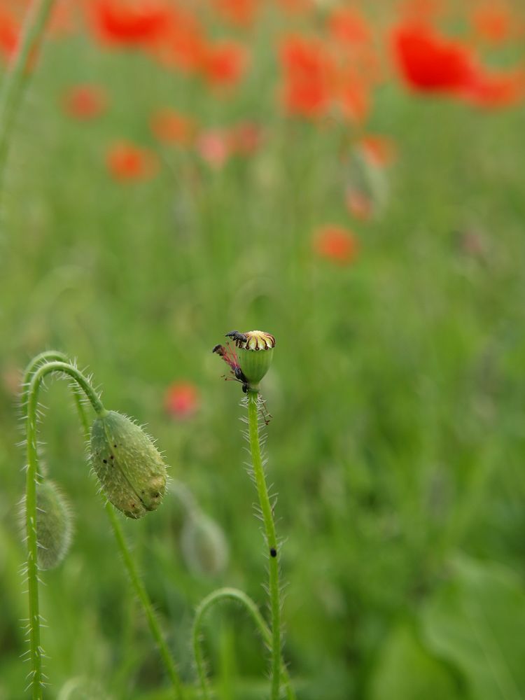 Mohn #2