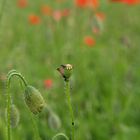 Mohn #2