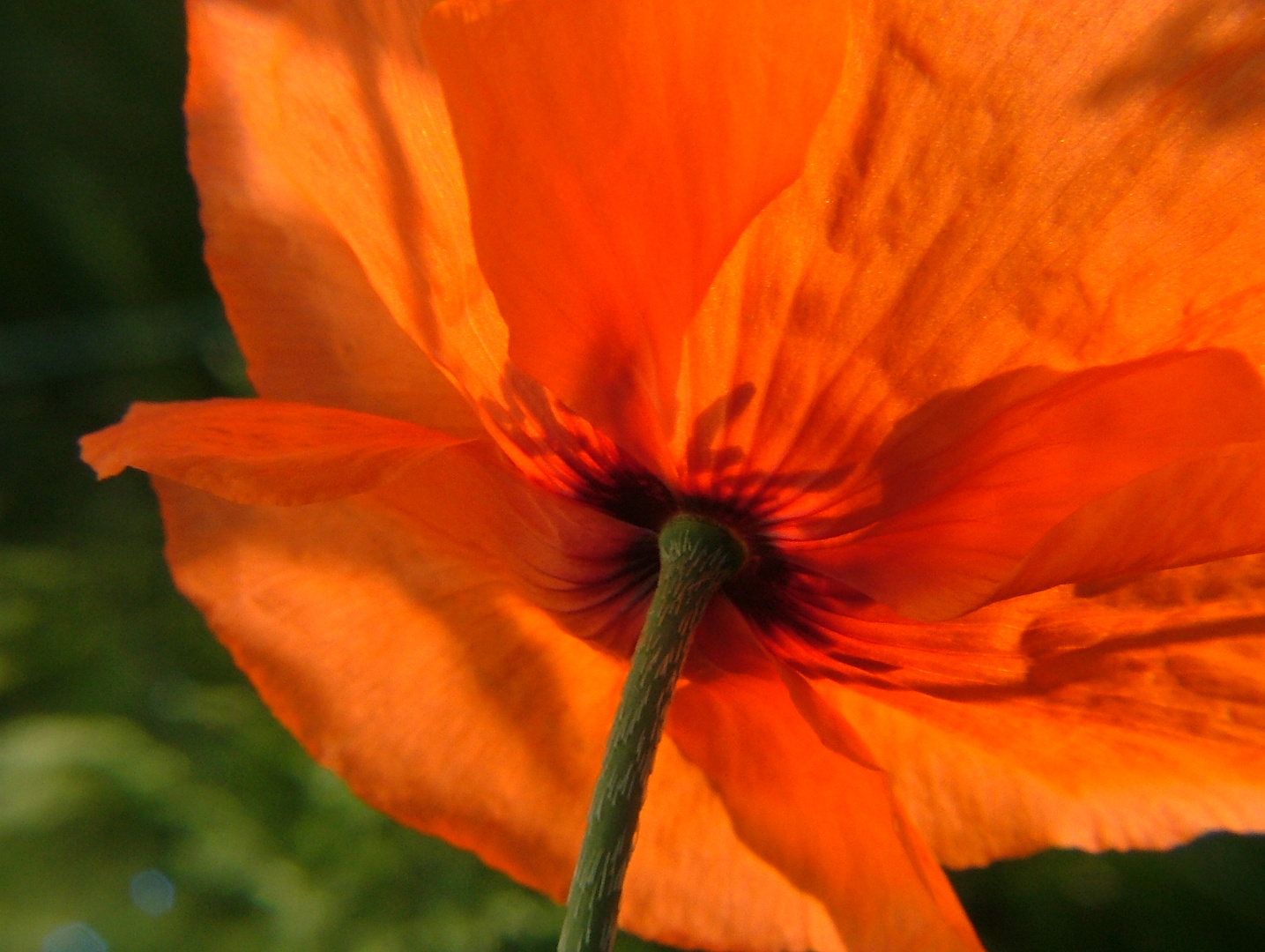 Mohn 2