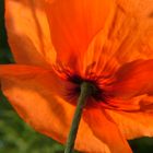 Mohn 2