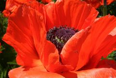 Mohn 2