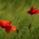 Mohn 2