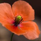 Mohn (2)