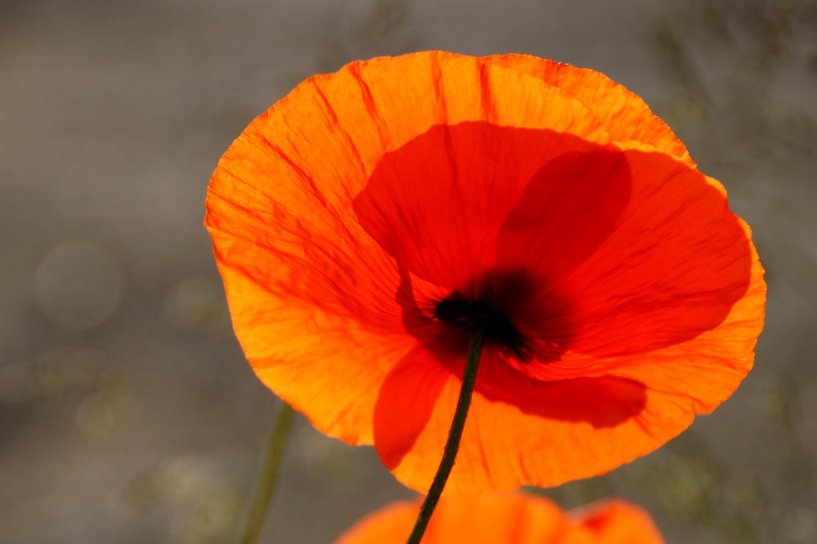 Mohn 2