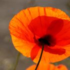 Mohn 2