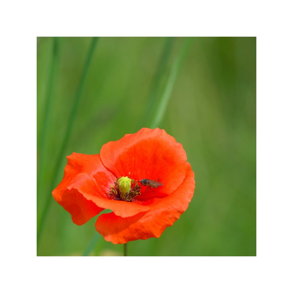 Mohn 2