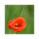 Mohn 2