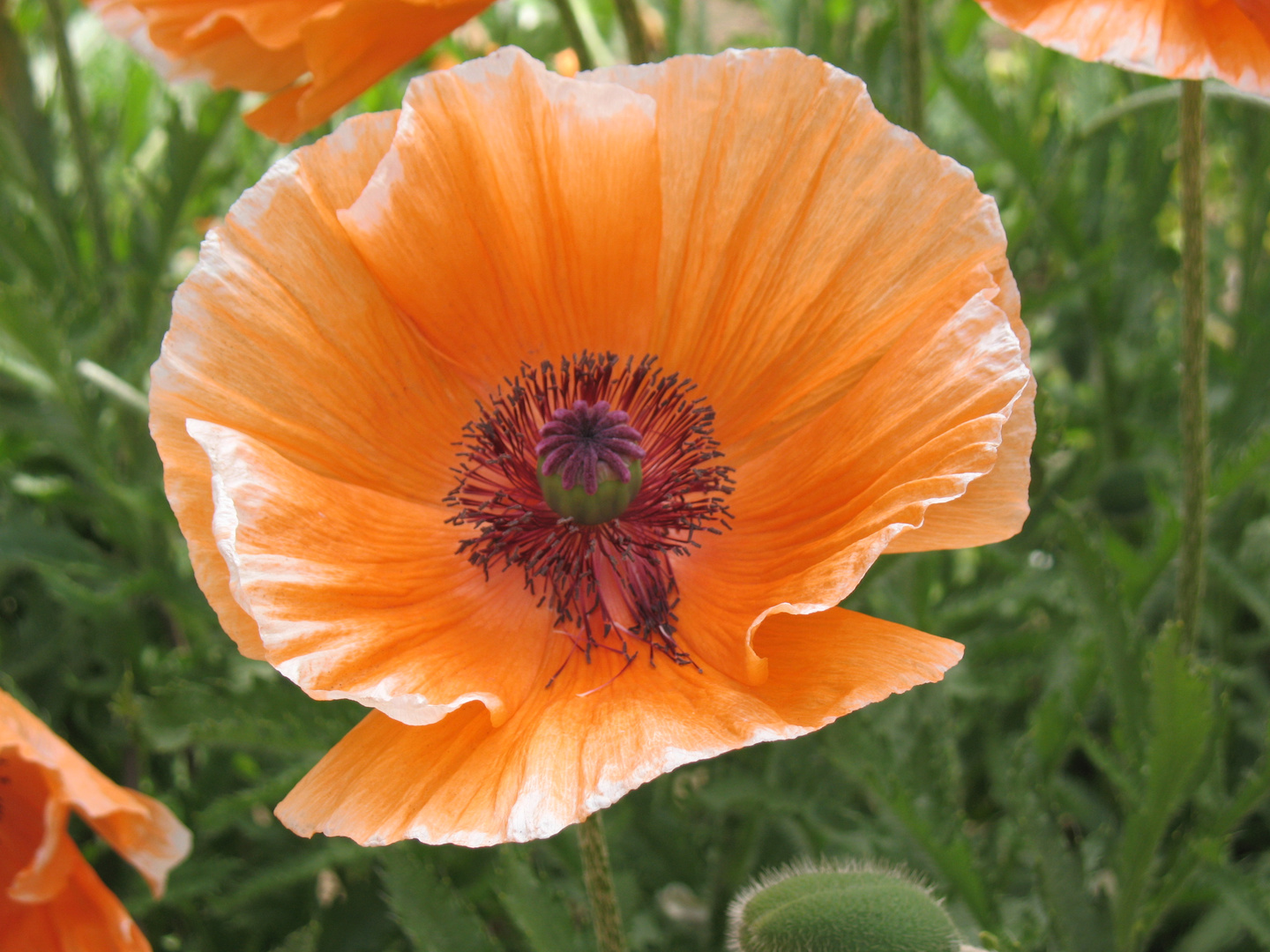 Mohn 2