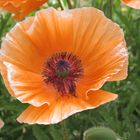 Mohn 2