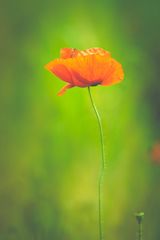 Mohn / 2