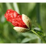 *Mohn 2*