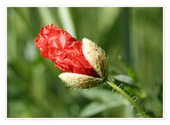 *Mohn 2*