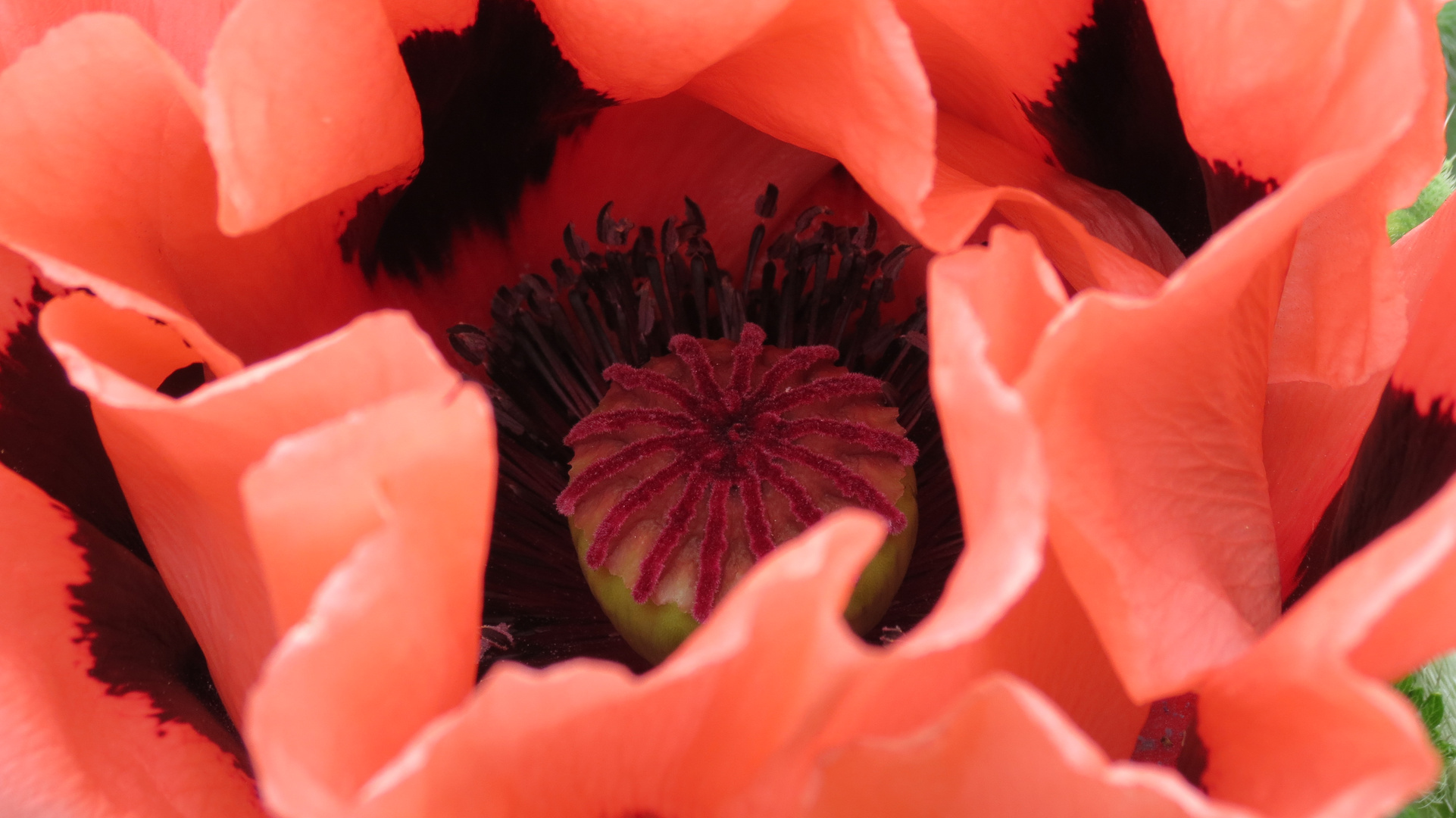 Mohn 2