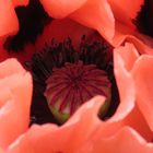 Mohn 2