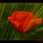 Mohn... 2