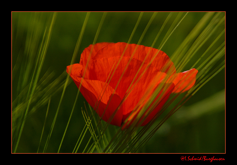 Mohn... 2