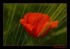 Mohn... 2