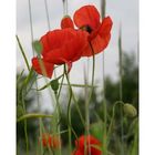 Mohn 2