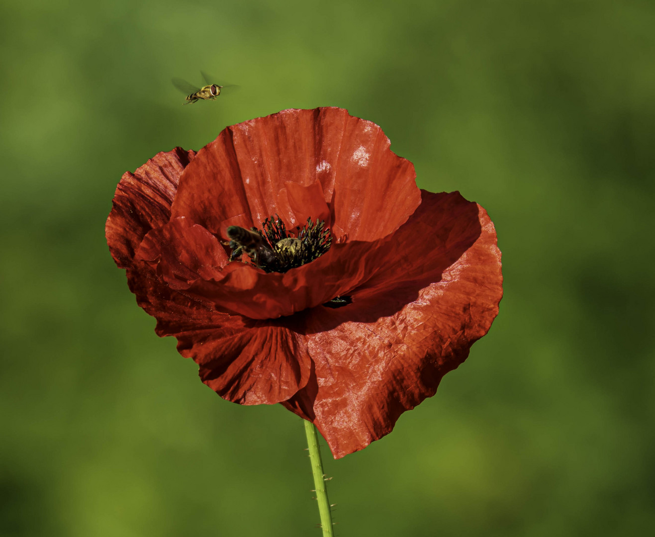 Mohn 2