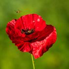 Mohn 2