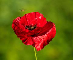 Mohn 2