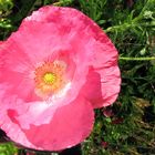 Mohn 2