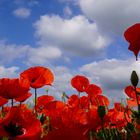 Mohn 2