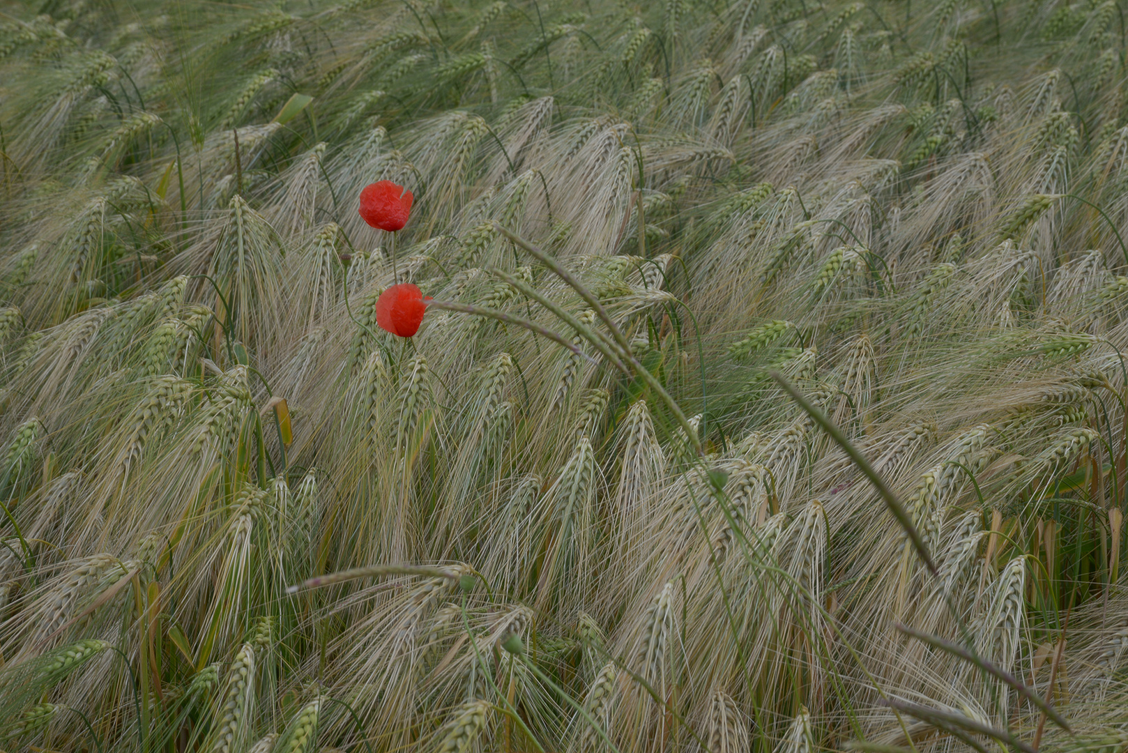 Mohn 2