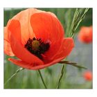 mohn 2