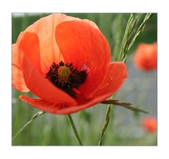 mohn 2