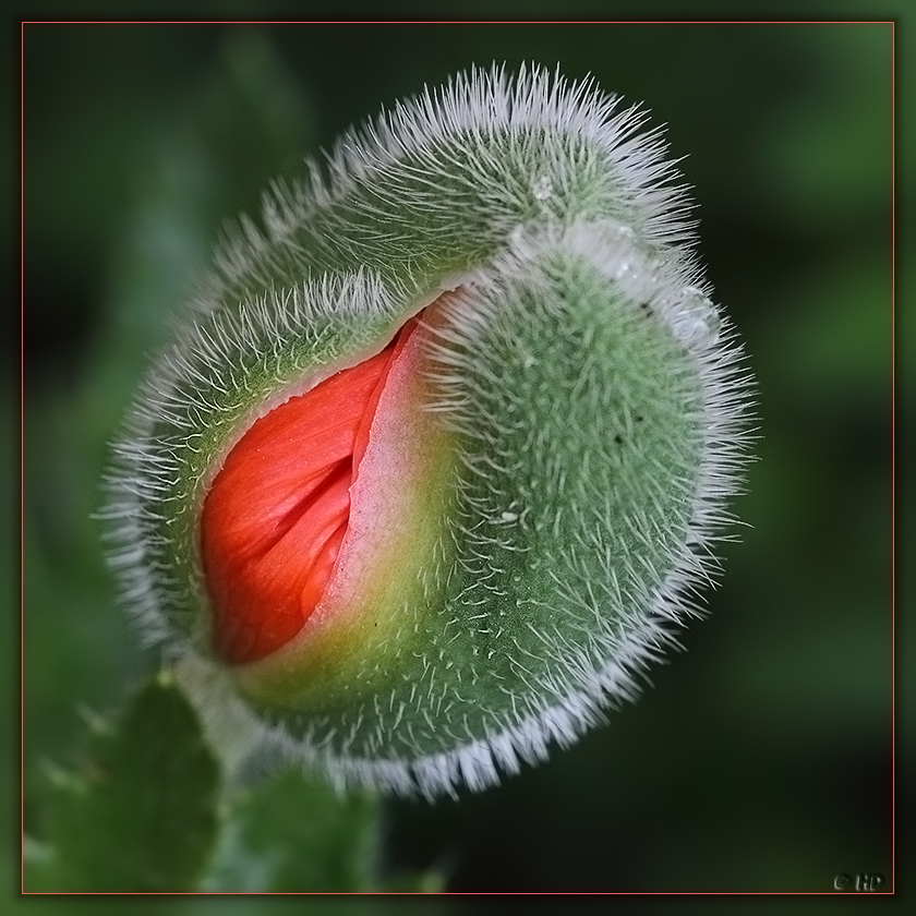 Mohn -2-