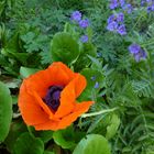 Mohn 2