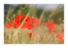 Mohn (2)