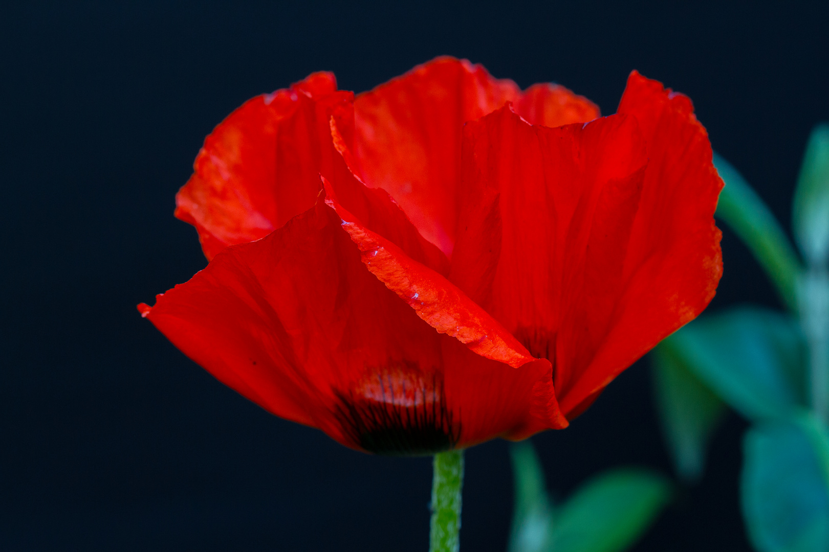 Mohn 2